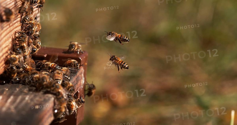 European Honey Bee (apis mellifera), Bees standing at the Entrance of The Hive, Insect in Flight, Return Of Boot, Bee Hive in Normandy