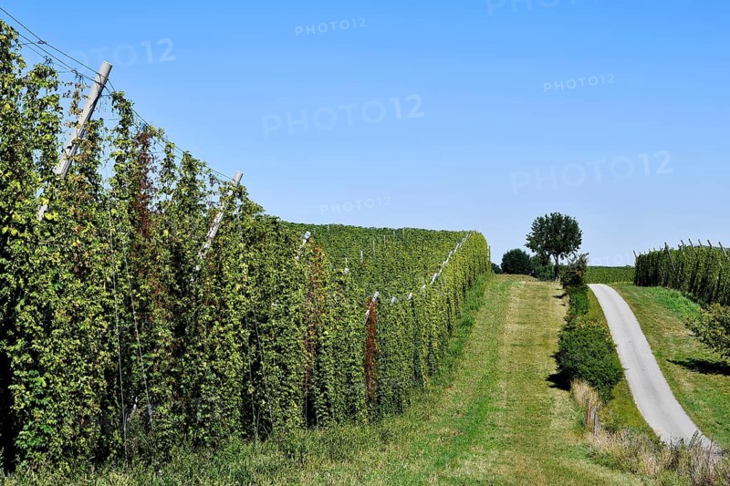 Hops ripe for harvesting, overview hop garden, panorama hop field, hill, mountain, hop vines, hop bines, poles, path, road, field, meadow, Mainburg, Holledau, Hallertau, Upper Bavaria, Bavaria, Germany, Europe