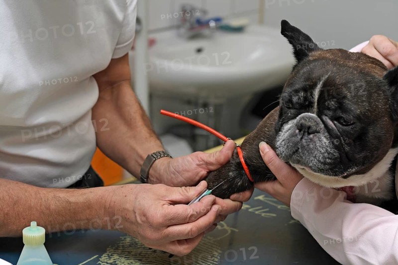 French bulldog at the vet. Preparation for blood sampling, blood sampling on the leg