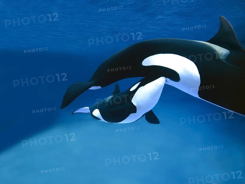 Killer Whale (orcinus orca), Female with Calf