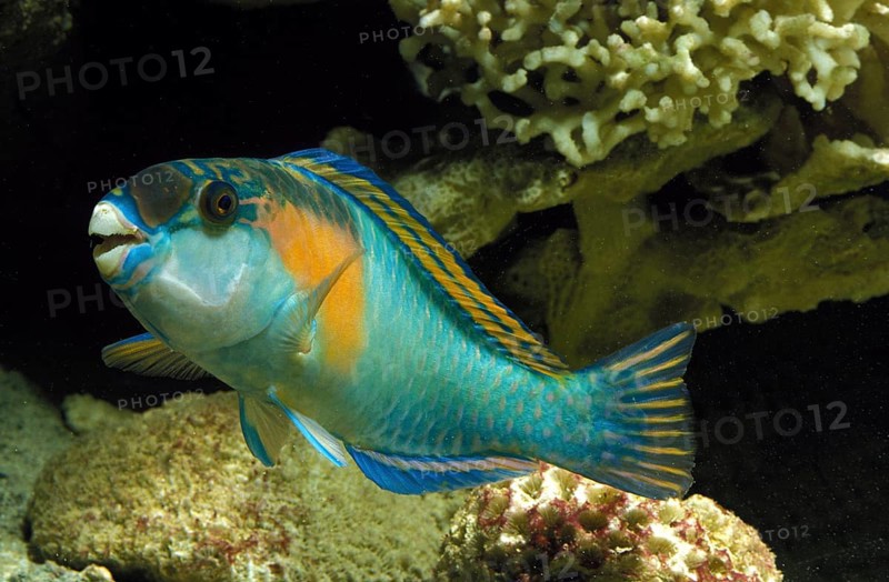 PARROT FISH (scarus) sordidus