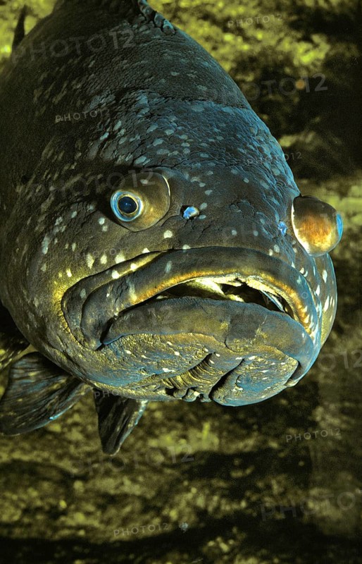 Giant Merou (epinephelus lanceolatus), Adult