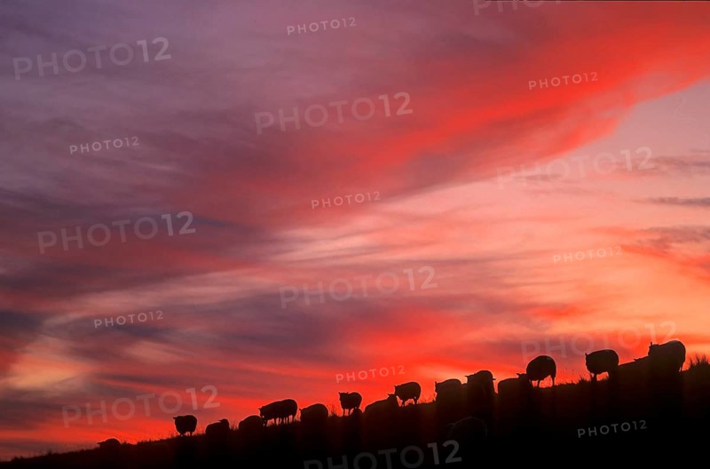 Country sheep, domestic sheep, flock of sheep at the dike, North Sea, North Frisia