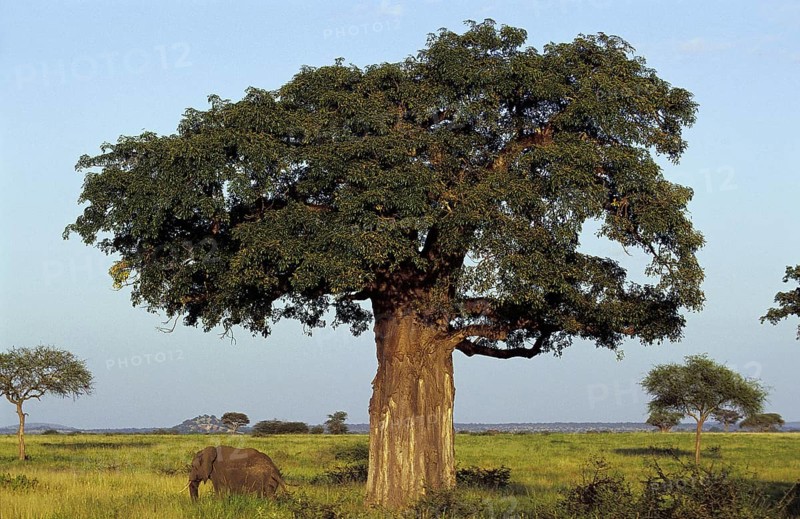 BAOBAB AND AFRICAN ELEPHANT (loxodonta africana), TARANGIRE PARK IN TANZANIA