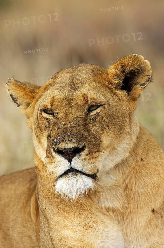 African Lion (panthera leo), Portrait of Female covered with Flies, Masai Mara Park in Kenya
