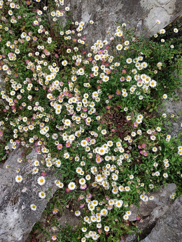 Mexican fleabane (Erigeron karvinskianus), Ireland, Europe