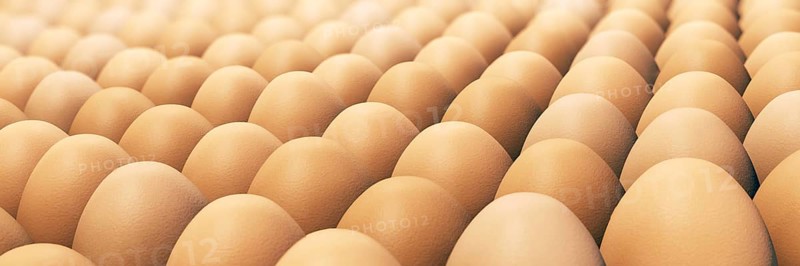 Lots of brown chicken eggs in panorama format