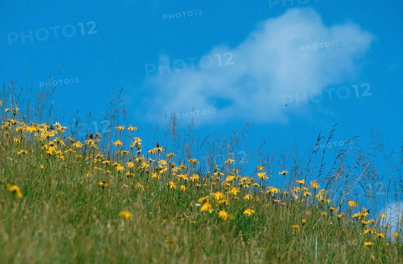 Mountain arnica (Arnica montana), Alps