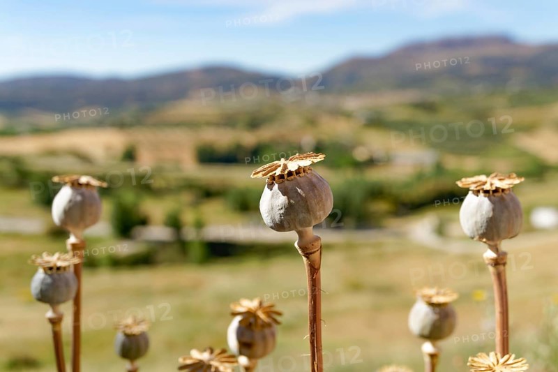 Mature seed heads of opium poppy (Papaver), somniferum, wild in the field with an out-of-focus background