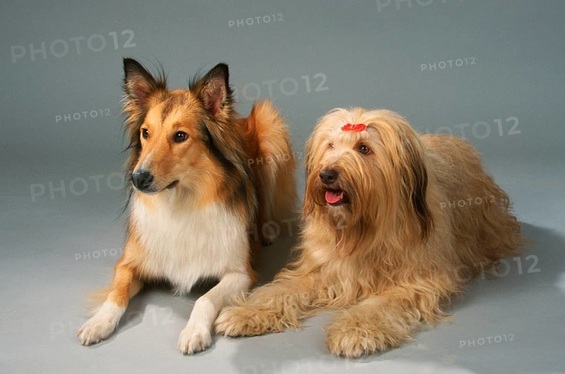 Rough collie and mixed breed dog