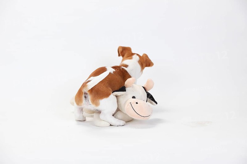 Jack Russell Terrier, puppy, 9 weeks, bitch, mounts cuddly toy, toy, ramming, ramming, mount