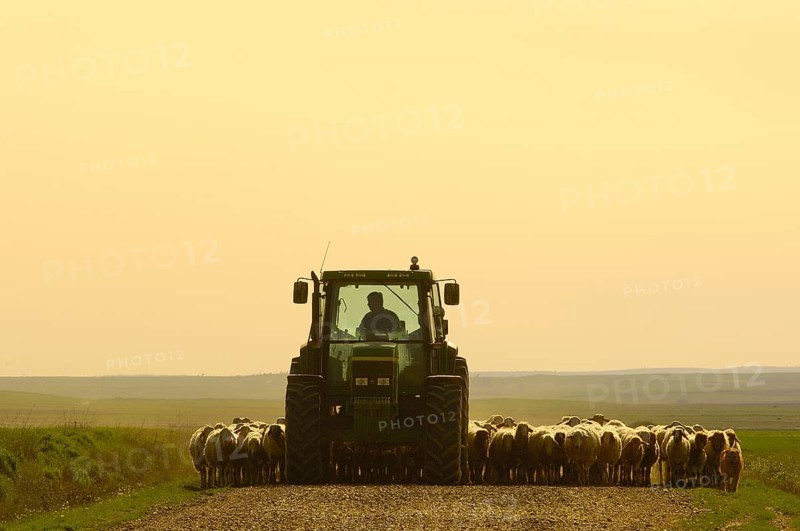 Shepherd on tractor with flock of sheep, Villafafila, Zamora, Castile-Leon, Spain, domestic sheep, Europe