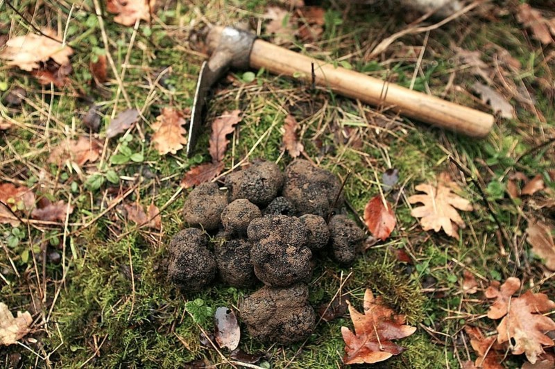 Black truffle (tuber melanosporum), Perigord truffle, Perigord truffle, Perigord truffle, Black truffle, Black truffle, Mushrooms, PERIGORD TRUFFLE, DROME IN THE SOUTH EAST OF FRANCE
