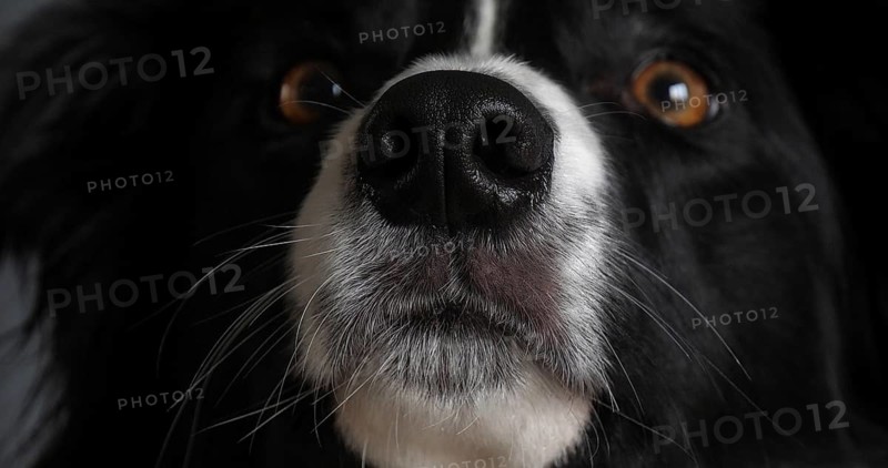 Border Collie Dog, Portrait of male, Close up of the Nose