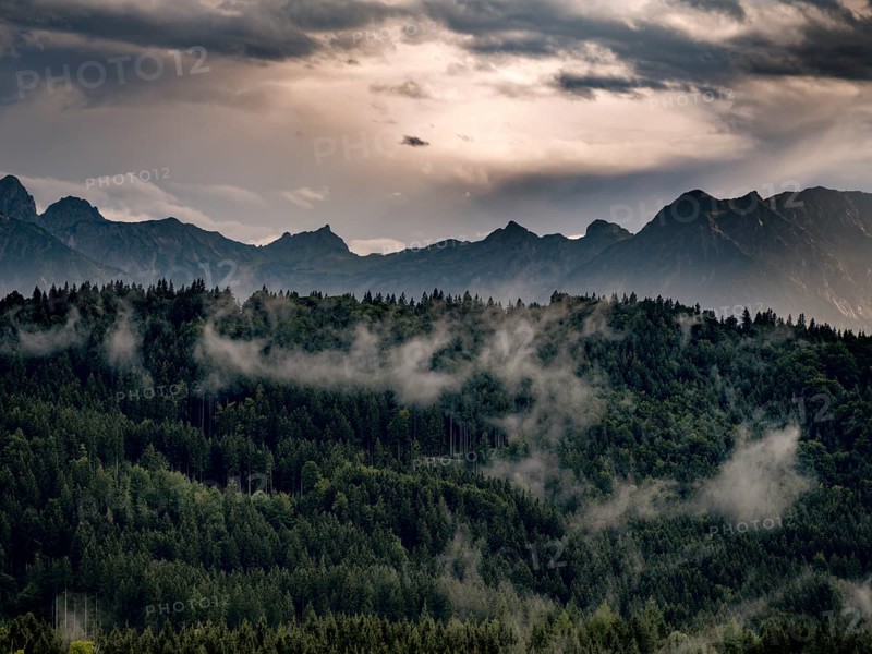 Forest with Alpine panorama near Roßhaupten in the Swabian district of Ostallgäu, Allgäu, Bavaria, Germany, Europe