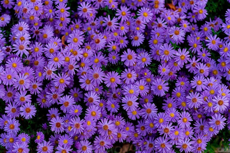 Astra Flowers, Alpine Aster (Aster Alpinus) Group