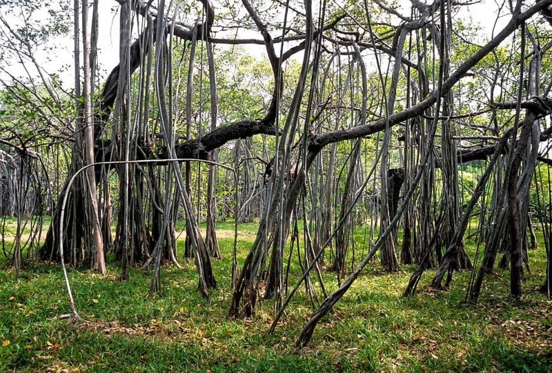 Huge Indian banyan (Ficus benghalensis) tree at Adyar in Chennai, Tamil Nadu, South India, India, Asia. Adyar Aalamaram in Tamil, Asia