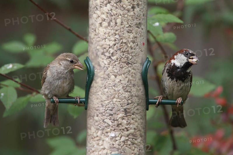 House sparrow (Passer domesticus) at the food place House sparrow at the food place