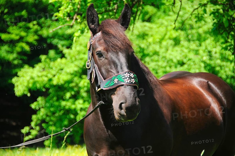Noriker coldblood, mare, coldblood horse, black horse, traditional halter