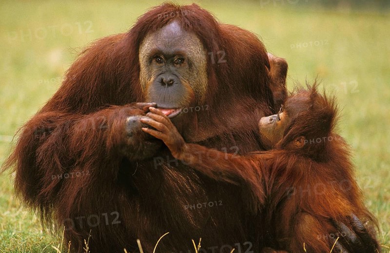 Orang bornean orangutan (Pongo pygmaeus), mother with young