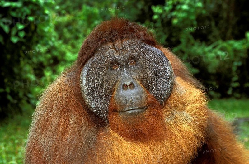 ORANG UTAN (pongo pygmaeus), PORTRAIT OF MALE