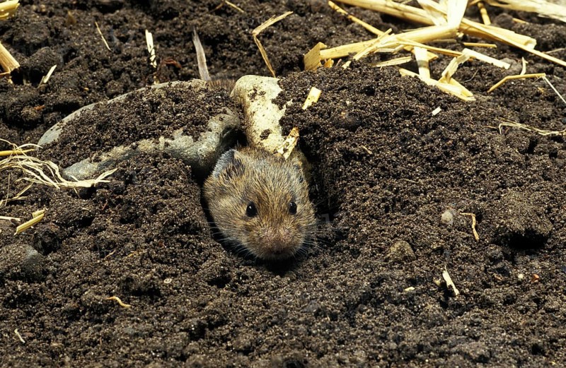 Common vole (microtus arvalis), head of an adult coming out of the tunnel