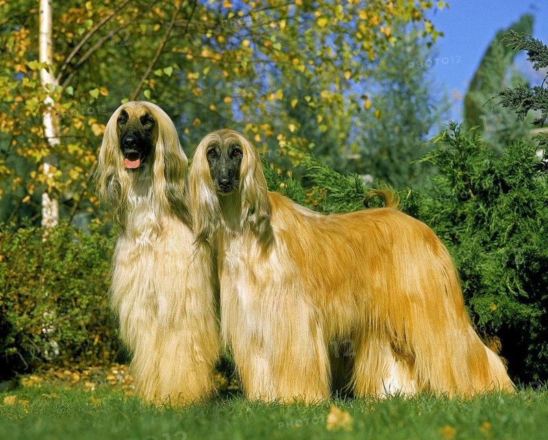 Afghan hound, dog standing on lawn