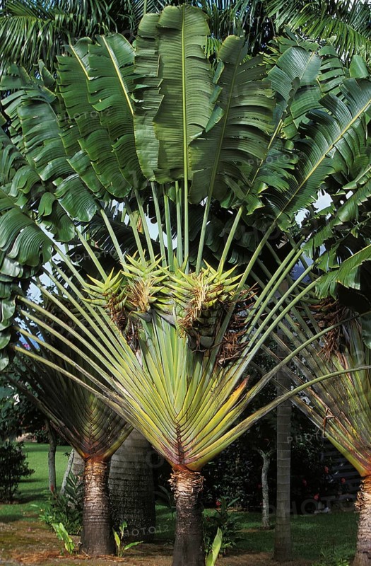 Traveller's palm (ravenala madagascariensis), Strelitzia family, TRAVELLER'S PALM TREE, HAWAII