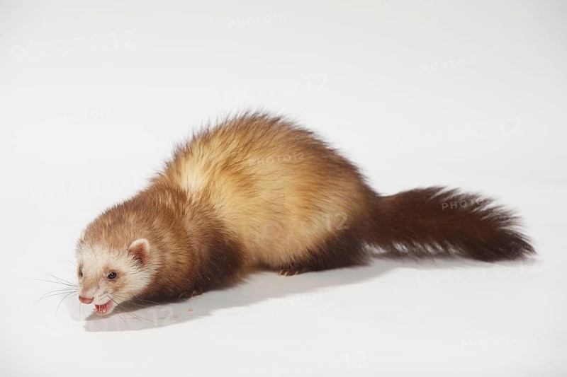Ferret (Mustela putorius forma domestica)