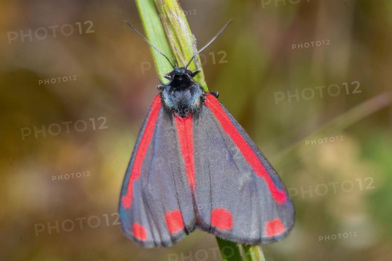 Scabious bear, blood bear, crimson bear butterfly with closed wings hanging on green stalk from behind