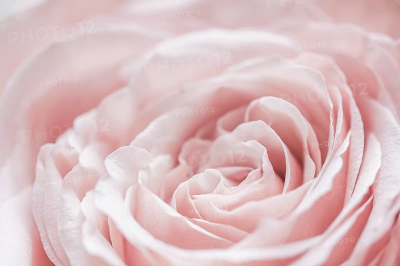 Abstract floral background, pink pale rose flower petals, soft focus. Macro flowers backdrop for holiday brand design