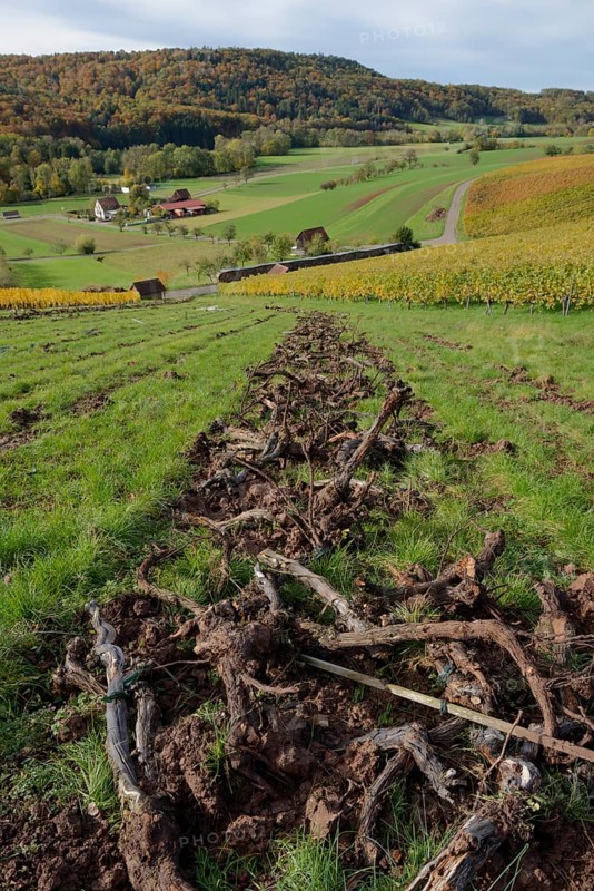 Working in the vineyard, Brettachtal, Brettach, Bretzfeld, Bretzfeld-Geddelsbach, Golden October, Swabian-Franconian Forest nature park Park, Hohenlohe, Heilbronn-Franconia, Baden-Württemberg, Germany, Europe