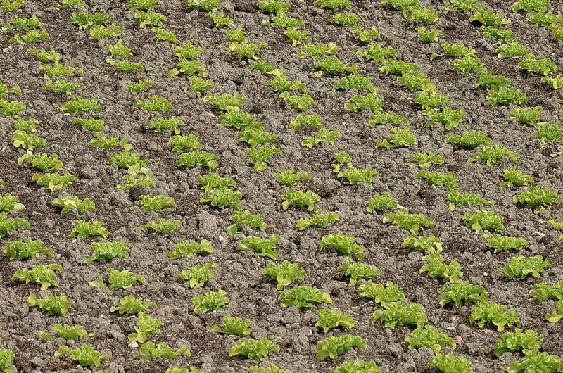 Garden with Batavia Salad (lactuca sativa)