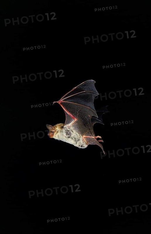 MOUSE-EARED BAT (myotis myotis), ADULT FLYING, FRANCE