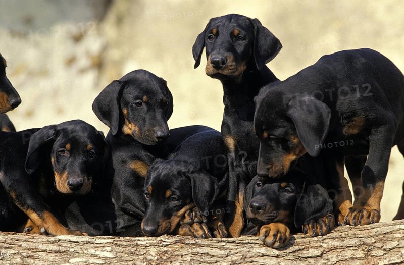 Dobermann Dog or Dobermann Pinscher, Puppies standing on Stack of Wood