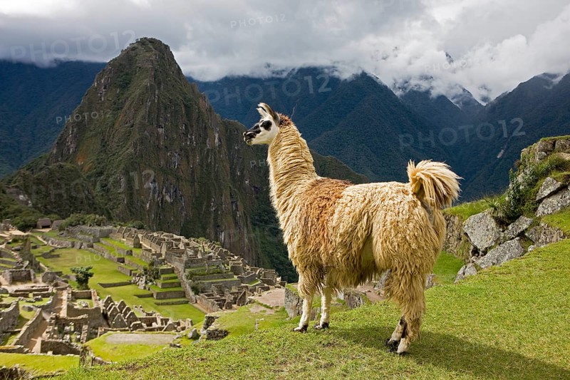 LLAMA (lama glama) AT MACHU PICCHU, THE LOST CITY OF INCAS, PERU