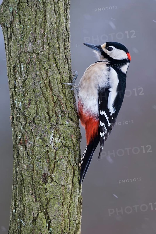 Great spotted woodpecker (Dendrocopos major) Snowfall, blowing snow, Germany, Europe