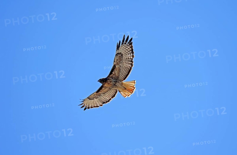 Red-tailed Hawk (Buteo jamaicensis), Yellowstone national park, Wyoming, USA, North America