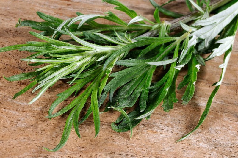 Mugwort or Common wormwood (Artemisia vulgaris)