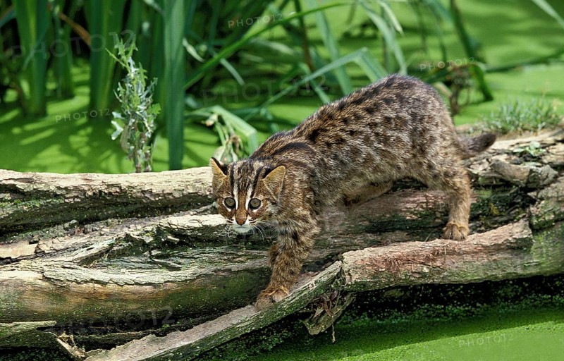 Leopard Cat (prionailurus bengalensis), Adult fishing in Swamp