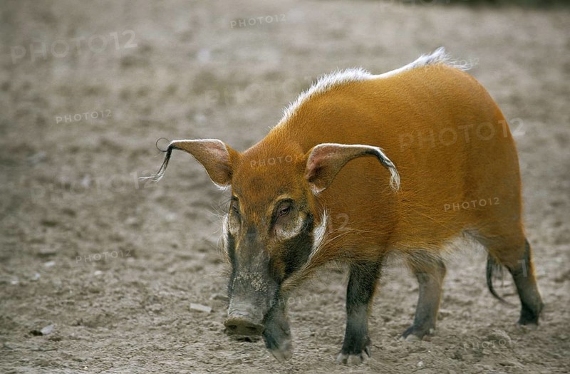 Red red river hog (potamochoerus porcus), adult
