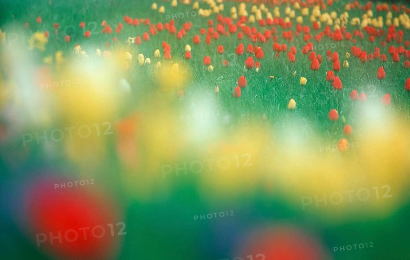Tulips, flowers, blooming ing, colourful, multicoloured, spring, abstract, soft, blurred, out of focus, defocussed, landscape format, horizontal