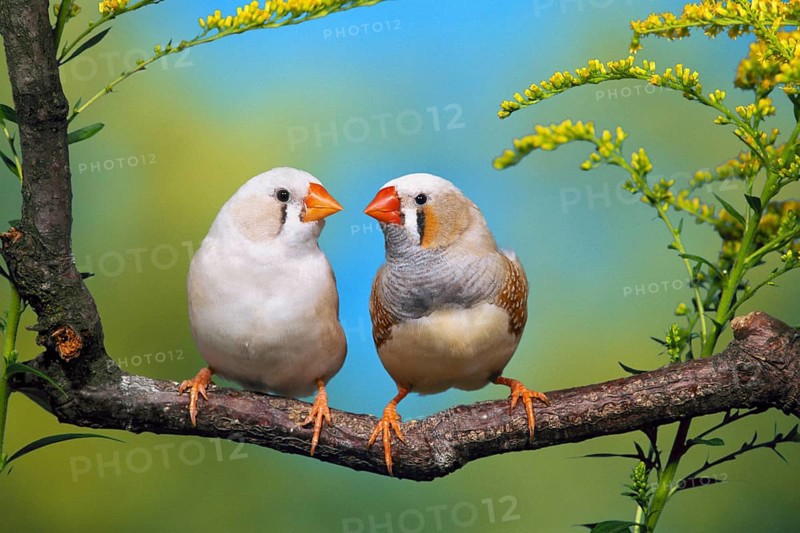 Zebra Finches (Taeniopygia guttata), cheeked, pair