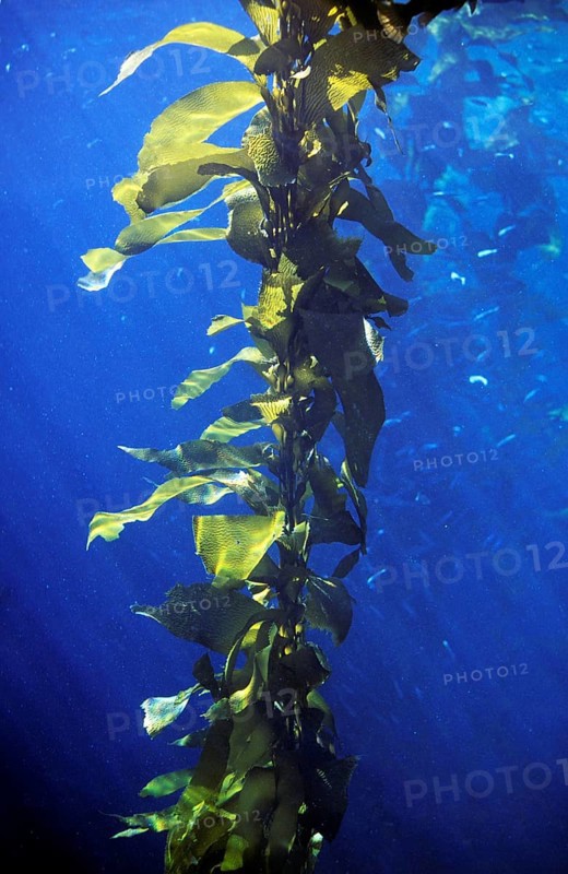 GIANT KELP (macrocystis pyrifera), California, USA, North America