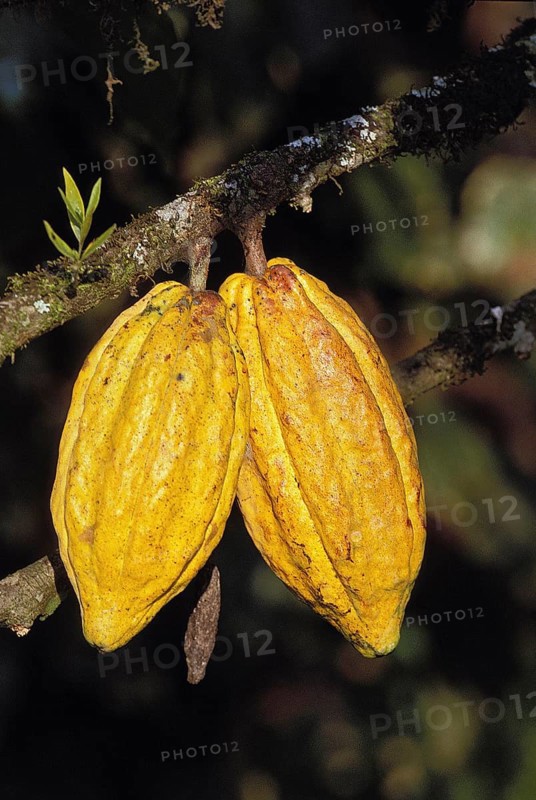 Cacao Tree, theobroma cacao, Branch with Cocoa Fruit, Mexico, Central America