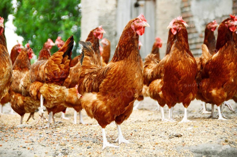 Chickens on traditional free range poultry farm