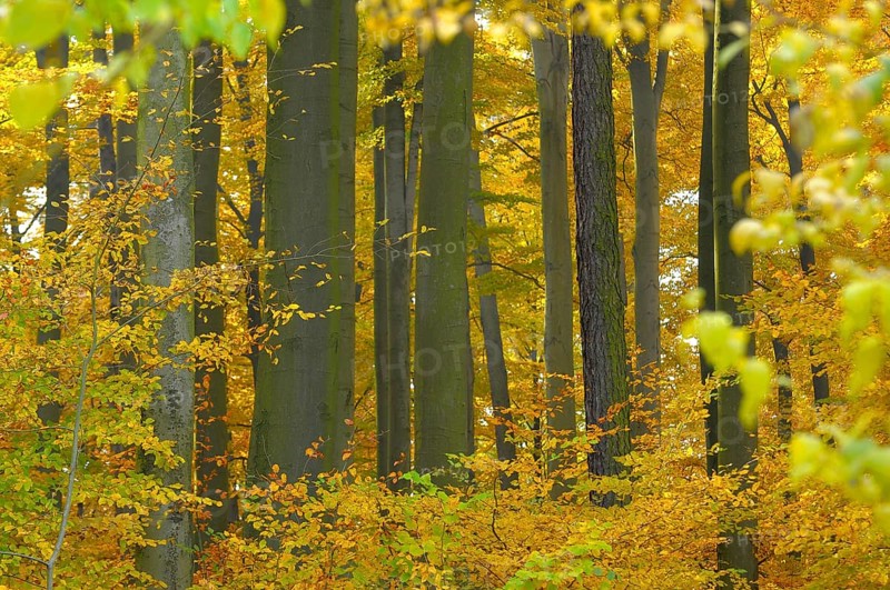 Foliage, forest in autumn, beech (Fagus sylvatica) tree, near Maulbronn, copper beech