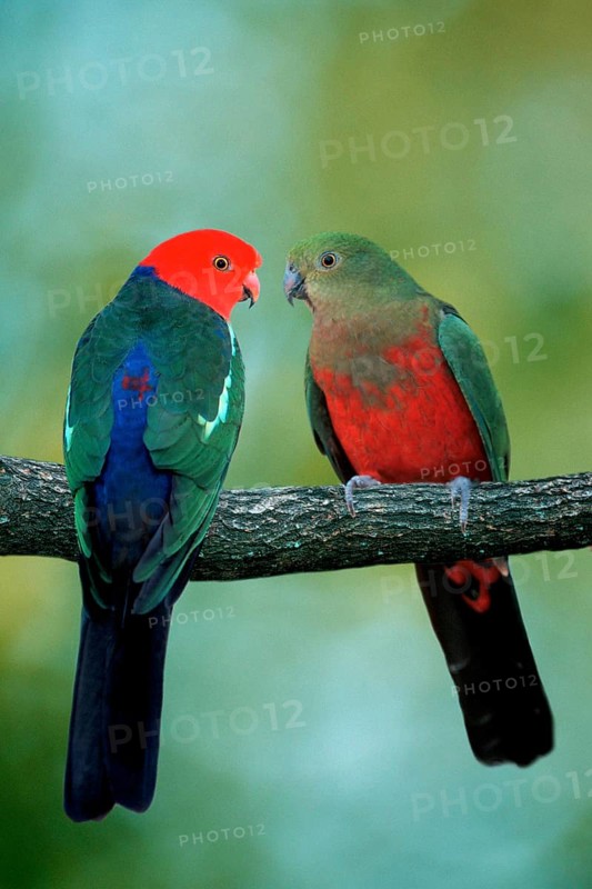 Australian King Parrots, pair (Alisterus scapularis scapularis), Australian King Parrots (Australia) (australia) (bird) (birds) (parrots) (parrots) (parakeets) (king parakeet) (animals) (outside) (outdoor) (branch) (red) (from behind) (frontal) (head-on) (from the front) (adult) (male) (male) (female) (pair) (couple) (two) (affection) (affection)