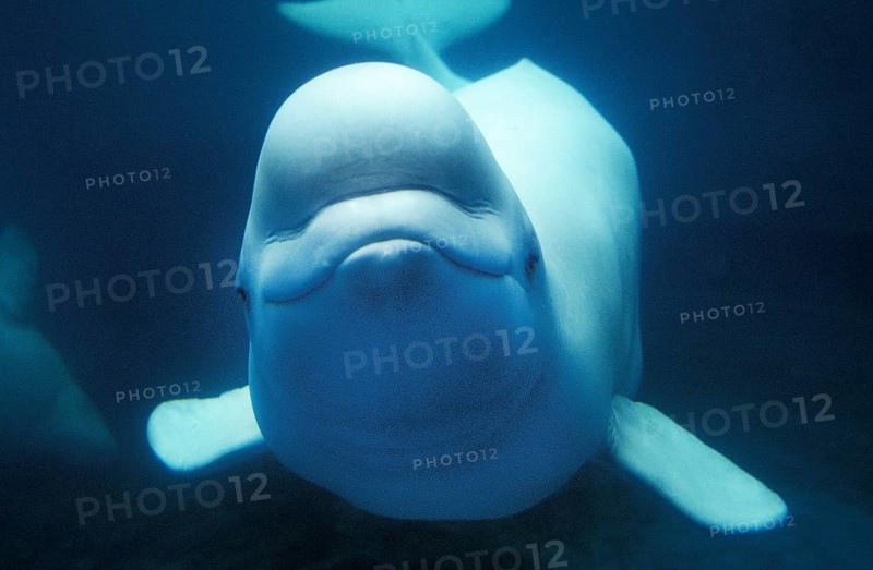 Beluga Whale (delphinapterus leucas) or White Whale, Adult