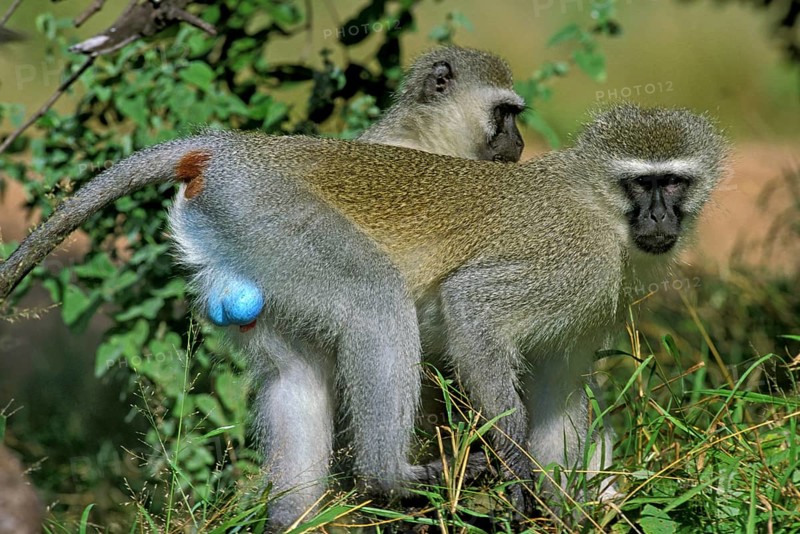 Vervet monkey (cercopithecus aethiops), pair on branch, Kruger Park in South Africa